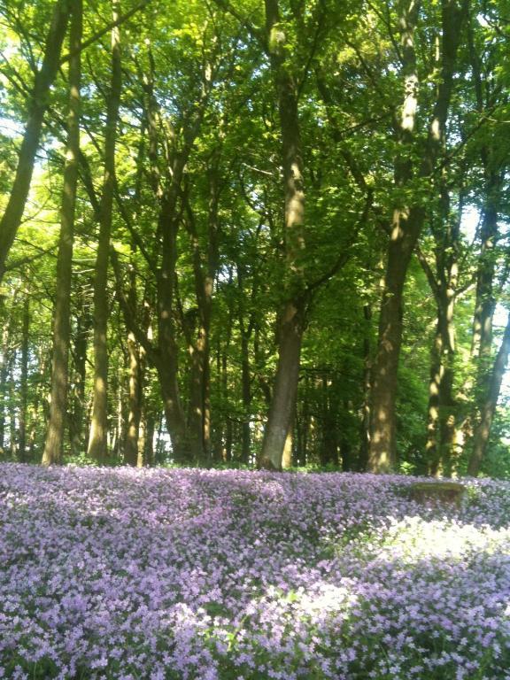 Thornton Lodge Aysgarth Buitenkant foto